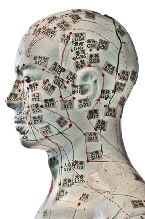 A photo of a manikin head, showing the acupuncture points.